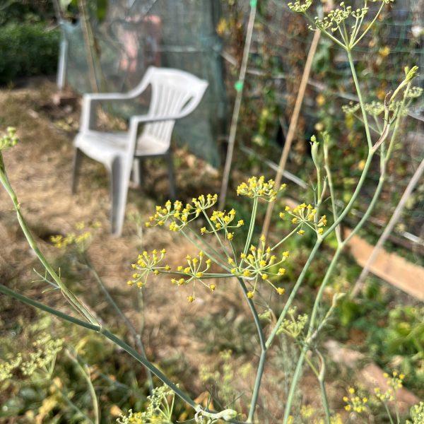 Wild Plants & the Allotment